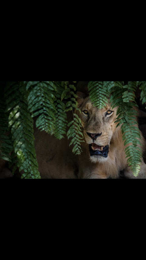 Header of andromedasworld