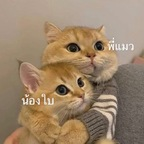 babycatcouple profile picture