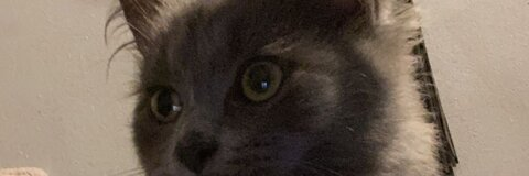 Header of bbygirlales