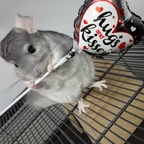 charliechinchilla profile picture