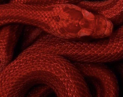 Header of chocolittit