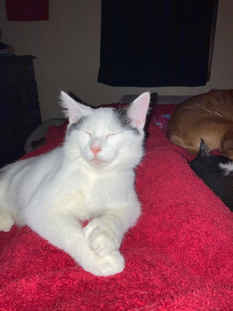 Header of dawn202002