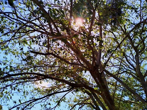 Header of domineeringboy