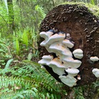 Onlyfans leaks fawns 

 profile picture