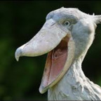 laphonda (Wot) free OnlyFans Leaks 

 profile picture