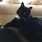 u2199065 (mittens) Leaks OnlyFans 

 profile picture