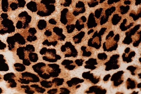 Header of theleopardcrown